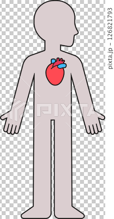 Cartoon human body silhouette with anatomical heart 126821793