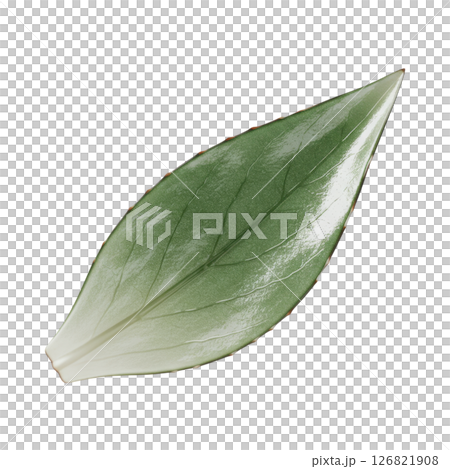 Glossy Green Agave Leaf Botanical Element 126821908