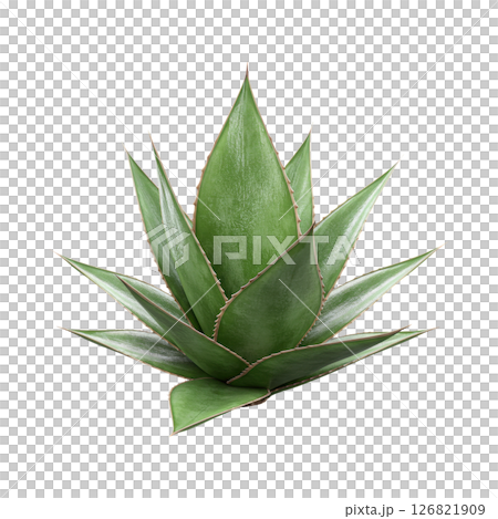 Agave Plant with Spiky Green Leaves for Desert and Succulent Gardens Agave Plant with Spiky Green Leaves for Desert and Succulent Gardens 126821909