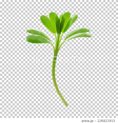 Vibrant Green Alfalfa Sprout Young Plant Growing with Lush Leaves and Stem 126821913