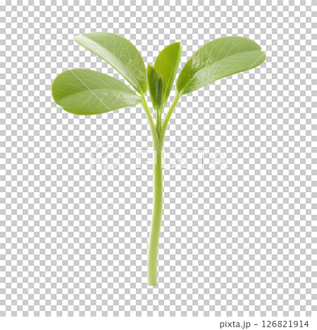 Fresh Green Alfalfa Sprout Growing 126821914