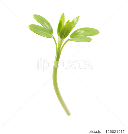 Fresh Green Alfalfa Sprout 126821915