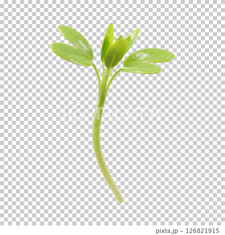 Fresh Green Alfalfa Sprout 126821915