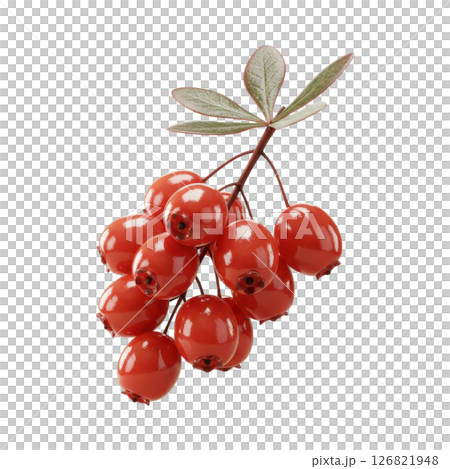 Lustrous Red Barberry Cluster with Green Leaves Lustrous Red Barberry Cluster with Green Leaves 126821948