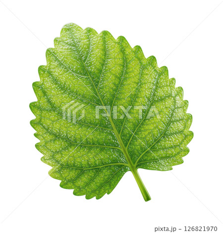 Bright Green Lemon Balm Leaf with Textured Surface and Serrated Edges 126821970