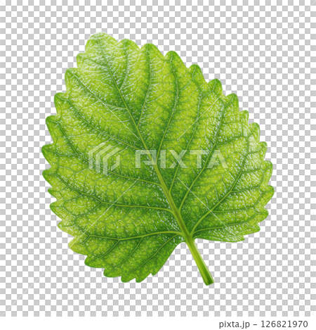 Bright Green Lemon Balm Leaf with Textured Surface and Serrated Edges 126821970