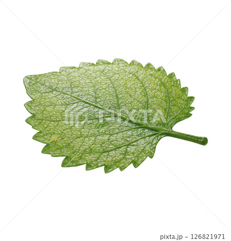 Vibrant Green Lemon Balm Leaf with Serrated Edges and Visible Veins 126821971