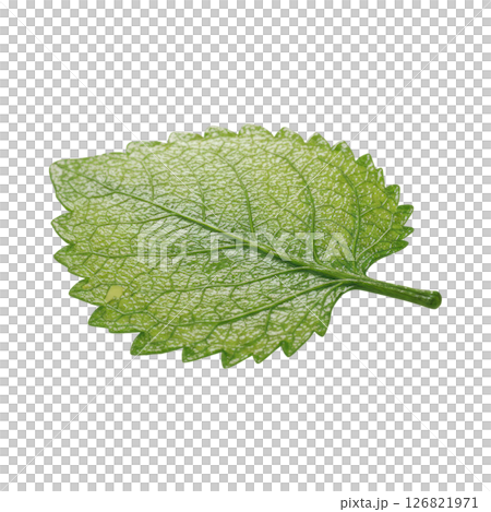 Vibrant Green Lemon Balm Leaf with Serrated Edges and Visible Veins 126821971