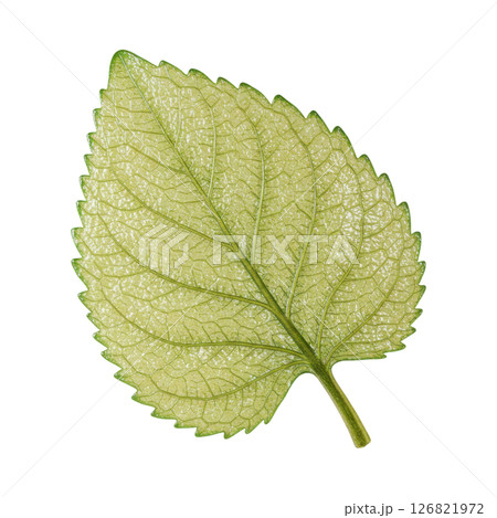 Fresh Green Lemon Balm Leaf with Detailed Veins 126821972