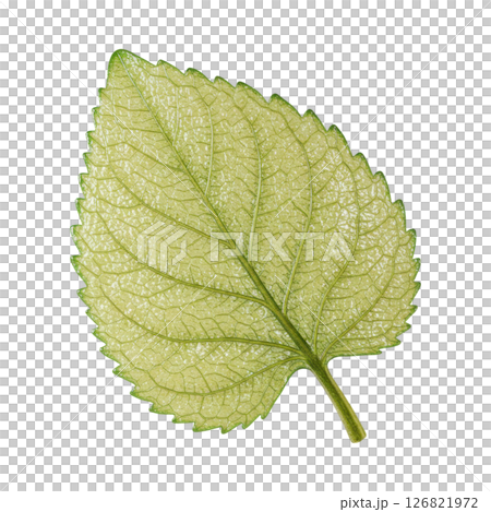 Fresh Green Lemon Balm Leaf with Detailed Veins 126821972