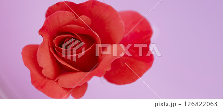 Close-up of a beautiful rose flower on a pink background. 126822063