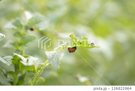 Colarada beetles eat growing potatoes. Colarada beetles eat growing potatoes. 126822064