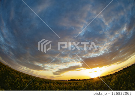 Rapeseed field and sunset sky captured with a fisheye lens 126822065