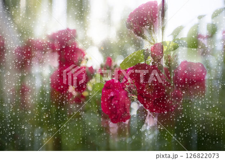 Red roses behind glass, covered with raindrops. 126822073