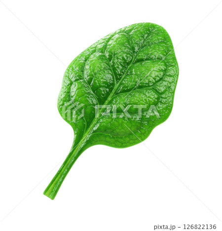 Fresh Green Spinach Leaf Fresh Green Spinach Leaf 126822136