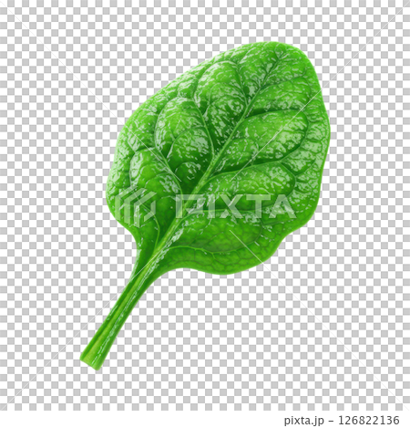 Fresh Green Spinach Leaf 126822136