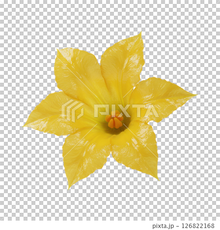 Vibrant Yellow Squash Blossom Flower 126822168