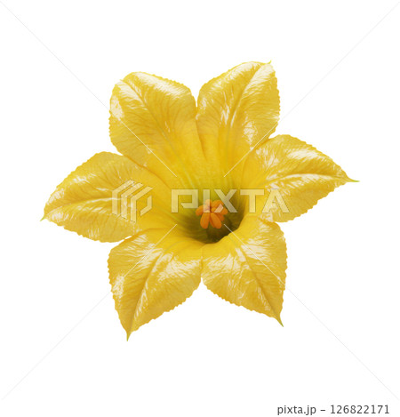Vibrant Yellow Squash Blossom Flower 126822171
