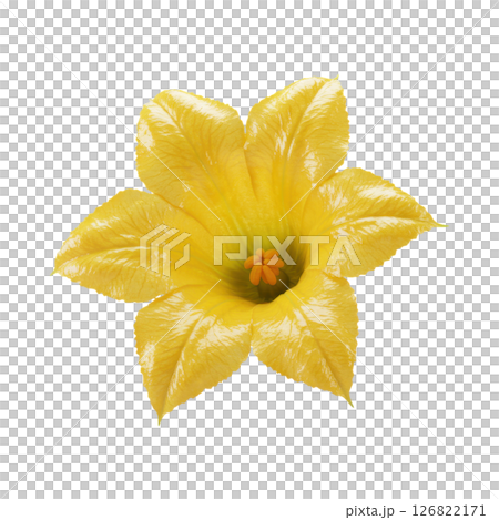 Vibrant Yellow Squash Blossom Flower 126822171