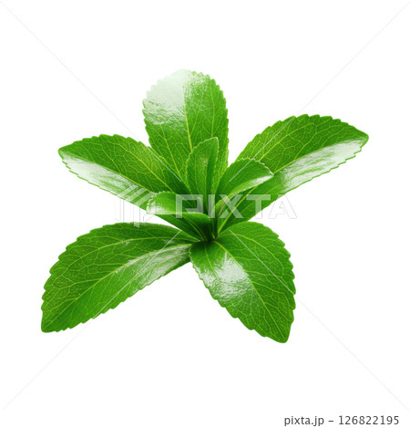 Fresh Green Stevia Plant Leaves for Natural Sweetener and Healthy Lifestyle Fresh Green Stevia Plant Leaves for Natural Sweetener and Healthy Lifestyle 126822195