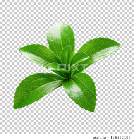 Fresh Green Stevia Plant Leaves for Natural Sweetener and Healthy Lifestyle Fresh Green Stevia Plant Leaves for Natural Sweetener and Healthy Lifestyle 126822195