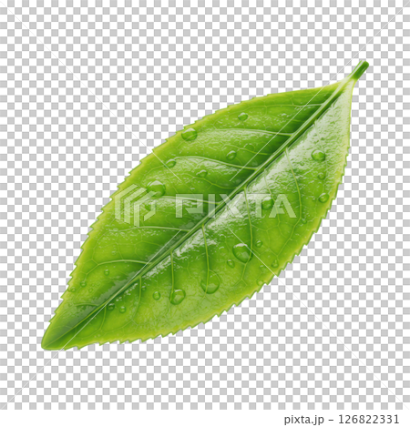 Lush Green Tea Leaf with Refreshing Water Droplets, Perfect for Health and Wellness 126822331