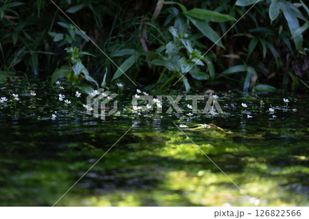 六花の森 バイカモ・5 六花の森 バイカモ・5 126822566