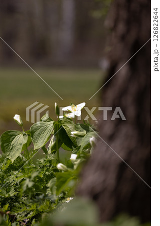 六花の森　オオバナノエンレイソウ・1 126822644