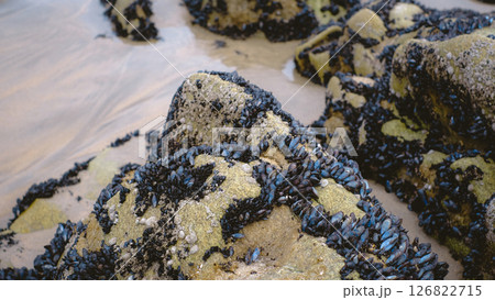 Close-up of coastal rocks covered with clusters of mussels and barnacles at low tide Close-up of coastal rocks covered with clusters of mussels and barnacles at low tide 126822715