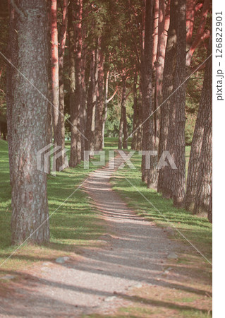 Faded forest landscape with trail shot vertically. 126822901