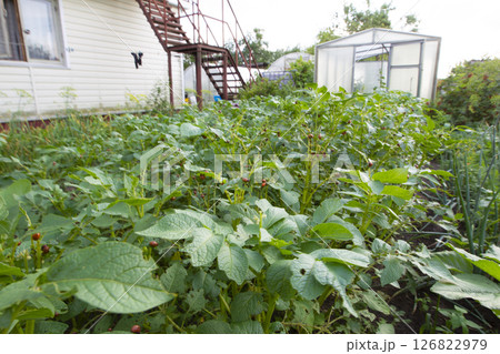Part of the suburban area covered with seedlings. 126822979
