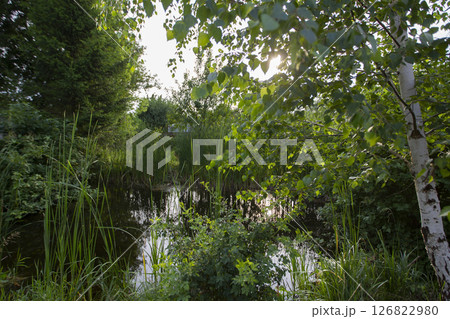 Summer green natural background. Small pond surrounded by greenery. 126822980