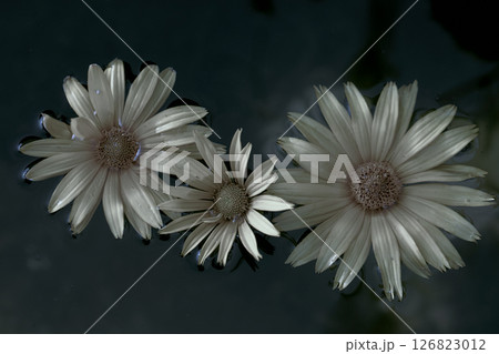 Vintage flower. Pink mystical chrysanthemum in dark water. Floral background. 126823012