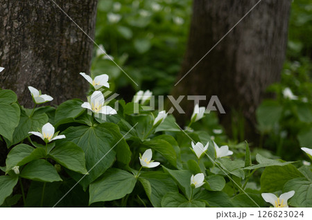 六花の森　オオバナノエンレイソウ・17 126823024