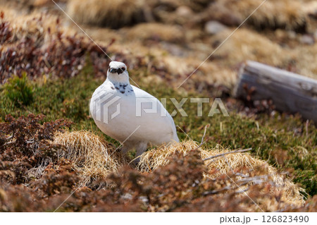 雷鳥 アルペンルート 春の室堂 雷鳥 アルペンルート 春の室堂 126823490