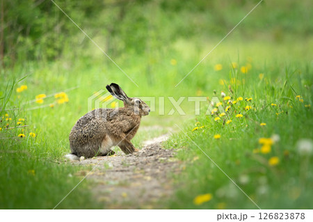 A hare sitting on a path near a green meadow 126823878