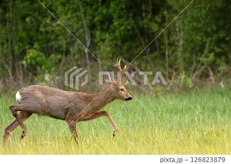 Roe Deer Buck Walking Across a Green Grassy Meadow in Front of a Forest on a Sunny Spring Day Roe Deer Buck Walking Across a Green Grassy Meadow in Front of a Forest on a Sunny Spring Day 126823879