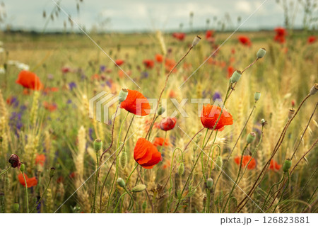 Red poppies and other flowers grow in a grain field 126823881