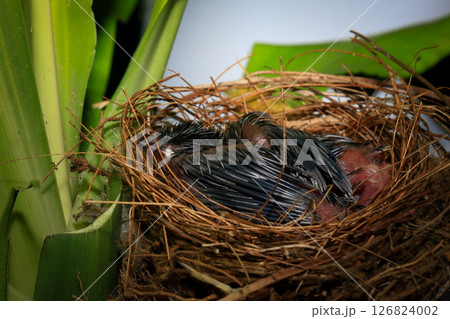 Mother bird feeds her babies in the nest, newborn baby bird in the nest ,Red-whiskered Bulbul Mother bird feeds her babies in the nest, newborn baby bird in the nest ,Red-whiskered Bulbul 126824002