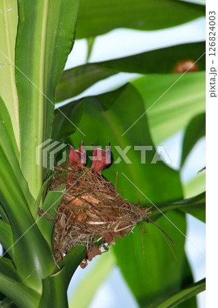 Mother bird feeds her babies in the nest, newborn baby bird in the nest ,Red-whiskered Bulbul Mother bird feeds her babies in the nest, newborn baby bird in the nest ,Red-whiskered Bulbul 126824003