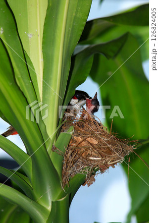 Mother bird feeds her babies in the nest, newborn baby bird in the nest ,Red-whiskered Bulbul Mother bird feeds her babies in the nest, newborn baby bird in the nest ,Red-whiskered Bulbul 126824005