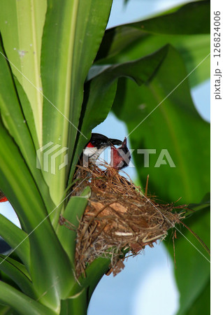 Mother bird feeds her babies in the nest, newborn baby bird in the nest ,Red-whiskered Bulbul Mother bird feeds her babies in the nest, newborn baby bird in the nest ,Red-whiskered Bulbul 126824006