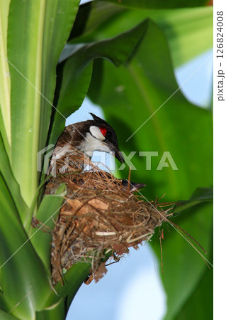 Mother bird feeds her babies in the nest, newborn baby bird in the nest ,Red-whiskered Bulbul 126824008