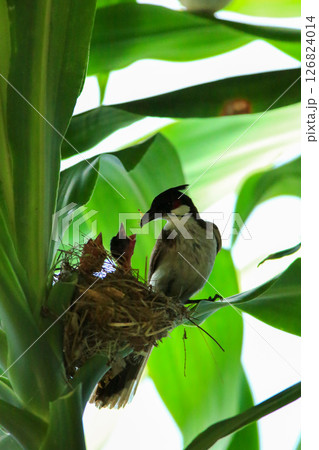 Mother bird feeds her babies in the nest, newborn baby bird in the nest ,Red-whiskered Bulbul Mother bird feeds her babies in the nest, newborn baby bird in the nest ,Red-whiskered Bulbul 126824014