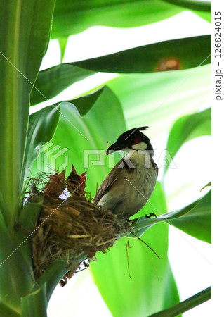 Mother bird feeds her babies in the nest, newborn baby bird in the nest ,Red-whiskered Bulbul 126824015