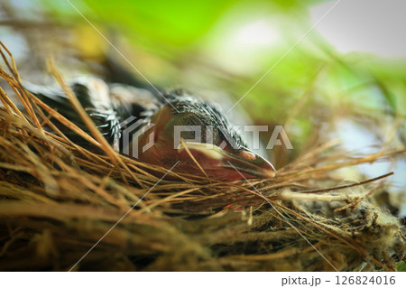 Mother bird feeds her babies in the nest, newborn baby bird in the nest ,Red-whiskered Bulbul 126824016