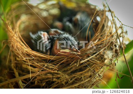 Mother bird feeds her babies in the nest, newborn baby bird in the nest ,Red-whiskered Bulbul 126824018