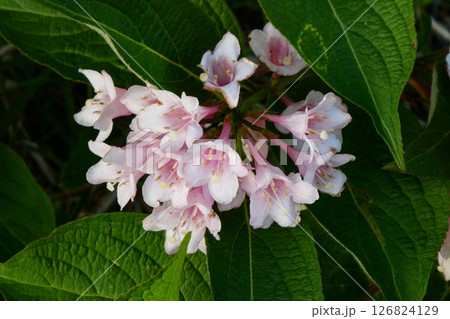 初夏の花のタニウツギ 126824129