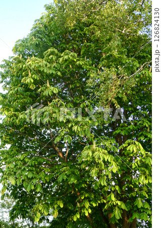 ハチミツが採れる栃の花盛り 126824130