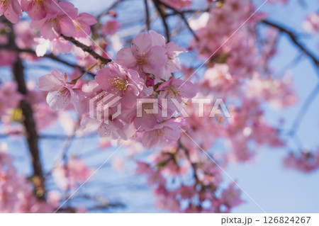 静岡市の興津から見た駿河湾近くに青空を背景に咲く河津桜(静岡県) 静岡市の興津から見た駿河湾近くに青空を背景に咲く河津桜(静岡県) 126824267